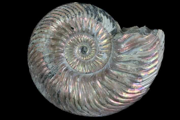 Iridescent Ammonite (Quenstedticeras) Fossil With Pyrite #78494